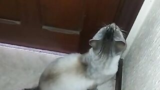 The beauty of this cat is unparalleled.