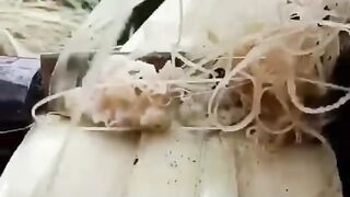 Fibre de bananier