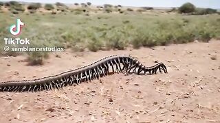 Étrange créature ????????