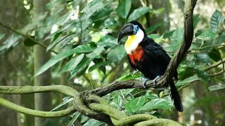 Beautiful Bird Sounds In Rainforest