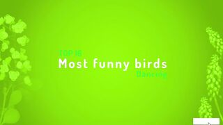 Dancing Birds