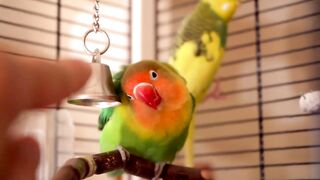 Lovebird Body Language