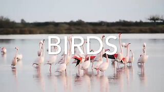 "Vibrant Avian Wonders: 4K Birdsong Serenity - Planet Earth's Colorful Birds"