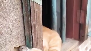 tom_and_jerry_#friendship_#cat_#shorts