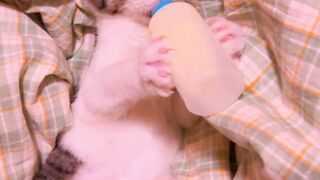 kitty Drinking Milk ????  #catsoftiktok #catsvideo #fyp #foryou #trending #reelsviralシ