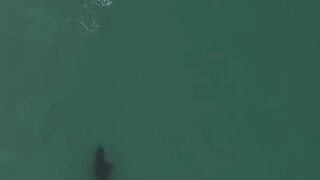 ORCAS JOINS WOMAN SWIMMING