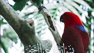 Quran Al Kareem #Quran#surah # #qurantilawat #qurantaste #QuranNazra #QuranahDee