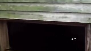 Here kitty kitty