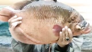 Sejarah Tentang Ikan Gurame