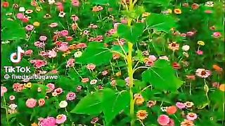 الحياة حلوة 2