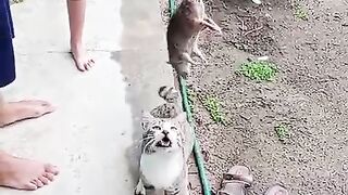 Feed the cat with its favorite mouse
