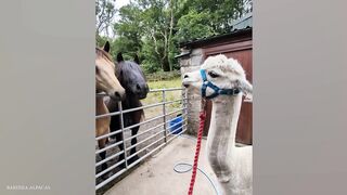 Watch and DIE FROM LAUGHING ????Super FUNNY ANIMAL VIDEOS 2024(1080P_HD).