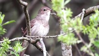 The melodious chirping of birds in the morning