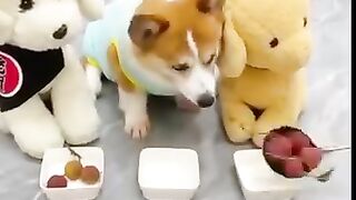 This is how a dog gets angry because of injustice
