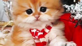 Funny cat 288