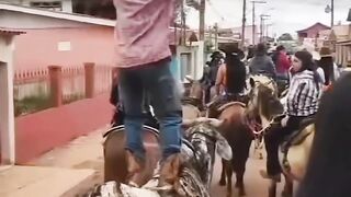 Funny Animals Compilations 2