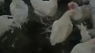 The whities are hapy
