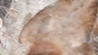 This is kuruk