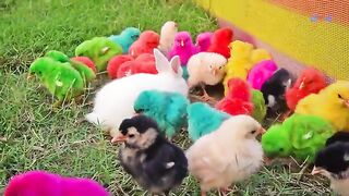 beautiful lovely hen baby chiks