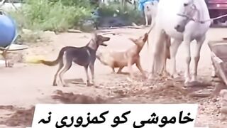 کسی کی خاموشی  اور برداشت کو کبھی بھی اُسکی کمزوری مت سمجھو