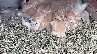 Little_rabbit_snuggles_next_to_mother_and_sleeps._Cute_pet_rabbit._Little_cute_pet_in_the_countrysi(480p).