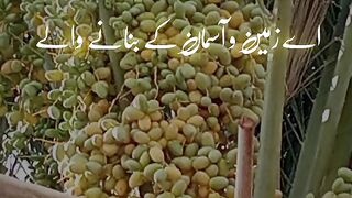 Quran Ayat 4
