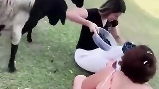 try_not_to_laugh_.._The_crazy_sheep_butts_the_woman(480p).