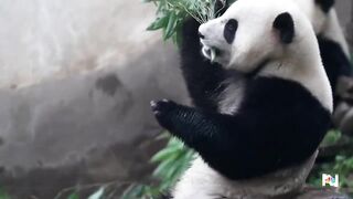 First look at new giant pandas at San Diego Zoo.