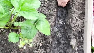 Зачем садить лук в клубнику?