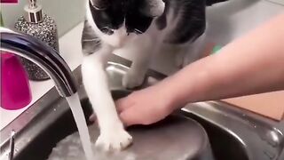 Для тех, кто считает, что коты бесполезны  ????Баламут