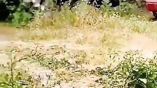 Cat_s_facts_that_you_don_t_know_#animals_#wildlife_#facts(480p).