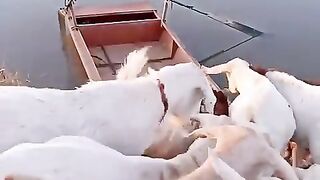 Goats_take_a_boat_across_the_river_to_go_home_#country_#rural_#hard_#farming_#smart(480p).