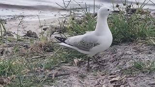 A seagull on a table of snakes