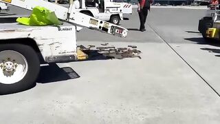 It seems that the shipment of snakes has arrived