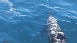 Ride a fishing boat in the sea accompanied by a group of cute dolphins