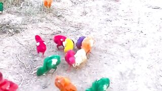 Cute hen baby /colurful hen baby/lovely chiks