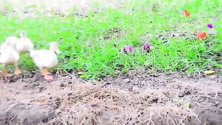 Cute hen baby /colurful hen baby/lovely chiks 2