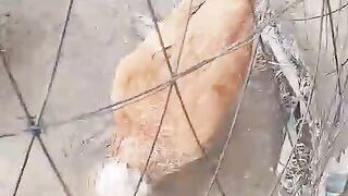 Buff chicken?