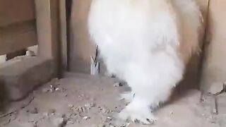 Silky chicken ll up