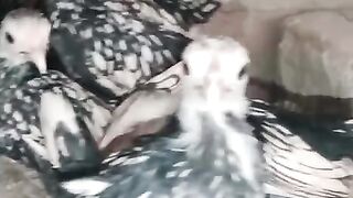 Silver subrite 2