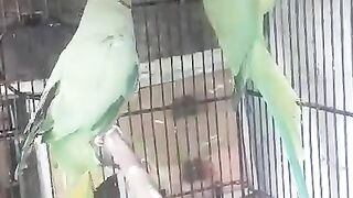 Parrot ll green parrot