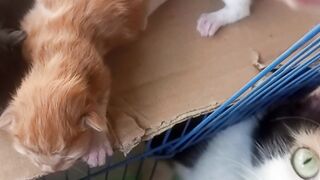 Kucing baru melahirkan