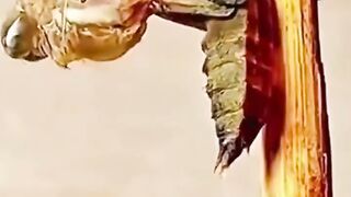 When the dragonfly animal changes shape