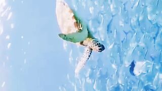 عالم البحار 2