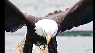 Eagle Pounces on Fish in the Sea