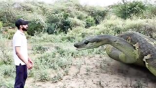 Anaconda_Snake_3_In_Real_Life_HD_Video(360p).