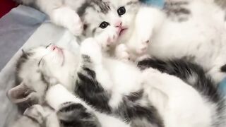 cute little kitten videos ????#cat #shorts #viral #trending #catvideos #catlover #catshorts #kitten #kitty #pets #funny #short #youtubeshorts