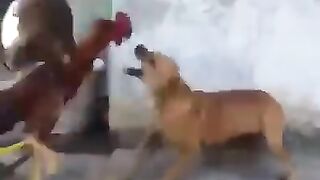Hands  vs dog .... Ha ha ha