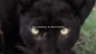 Jungle 2