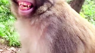 Funny Animal's monkey